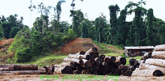 Aktifitas Penebangan Kayu di Hutan Papua ( Foto Dukumentasi Jerat Papua)
