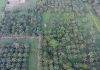 Perluasan Hutan Sawit di Tanah Papua , yang banyak terjadi Persoalan Ijin HGU