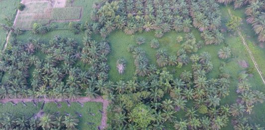 Perluasan Hutan Sawit di Tanah Papua , yang banyak terjadi Persoalan Ijin HGU