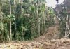 Kondisi Hutan yang mulai di Gusur di Kawasan Hutan Masyarakat Adat Namblong Kabupaten Jayapura, foto : Pusaka