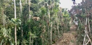 Kondisi Hutan yang mulai di Gusur di Kawasan Hutan Masyarakat Adat Namblong Kabupaten Jayapura, foto : Pusaka
