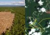 Ribuan Hektar Hutan yang di gusur oleh Perusahaan Perkebunan Kelapa Sawit di Namblong gambar udara foto : Pusaka