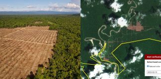 Ribuan Hektar Hutan yang di gusur oleh Perusahaan Perkebunan Kelapa Sawit di Namblong gambar udara foto : Pusaka
