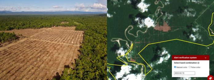 Ribuan Hektar Hutan yang di gusur oleh Perusahaan Perkebunan Kelapa Sawit di Namblong gambar udara foto : Pusaka