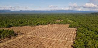 Ribuan Hektar Hutan yang di gusur oleh Perusahaan Perkebunan Kelapa Sawit di Namblong gambar udara, foto : Pusaka
