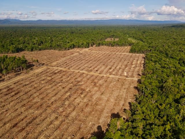 Ribuan Hektar Hutan yang di gusur oleh Perusahaan Perkebunan Kelapa Sawit di Namblong gambar udara, foto : Pusaka