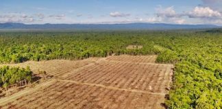 Ribuan Hektar Hutan yang di gusur oleh Perusahaan Perkebunan Kelapa Sawit di Namblong gambar udara , Foto : Pusaka