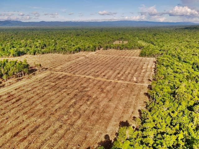Ribuan Hektar Hutan yang di gusur oleh Perusahaan Perkebunan Kelapa Sawit di Namblong gambar udara, foto : pusaka