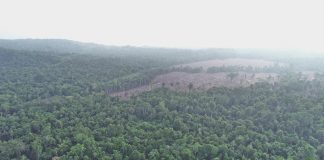 Lokasi Pembokaran Hutan yang di Lakukan PT Permata Nusa Mandiri untuk Perkebunan Sawit di Namblong , foto : nesta/jeratpapua.org