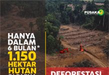 Pembukaan Hutan yang semakin merusak di Tanah Papua, foto : pusaka / jeratpapua.org