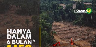 Pembukaan Hutan yang semakin merusak di Tanah Papua, foto : pusaka / jeratpapua.org