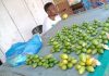 Salah satu Bapak Pedagang Pinang di Expo Waena , foto ; wayan/jeratpapua.org