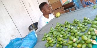 Salah satu Bapak Pedagang Pinang di Expo Waena , foto ; wayan/jeratpapua.org