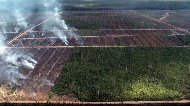kebakaran-hutan-di-papua- yang di jadikan lahan Baru Perkebunan Kelapa Sawit di Papua, jeratpapua.org