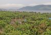 Gambaran Hutan Sagu di Sentani Kalkote sekitar Lokasi FDS 2023, foto : nesta/jeratpapua.org